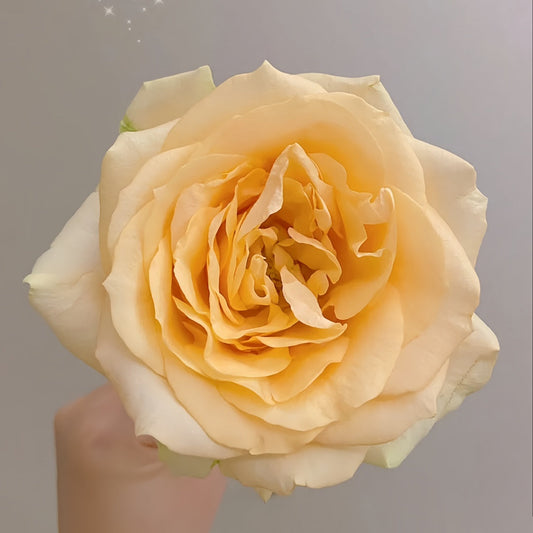 Peach Avalanche + Rose-蜜桃雪山｜Netherlands Cut Rose