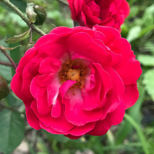 Phnom penh rose-金边玫瑰｜Chinese Shrub Rose