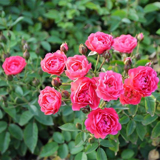 Phnom penh rose-金边玫瑰｜Chinese Shrub Rose