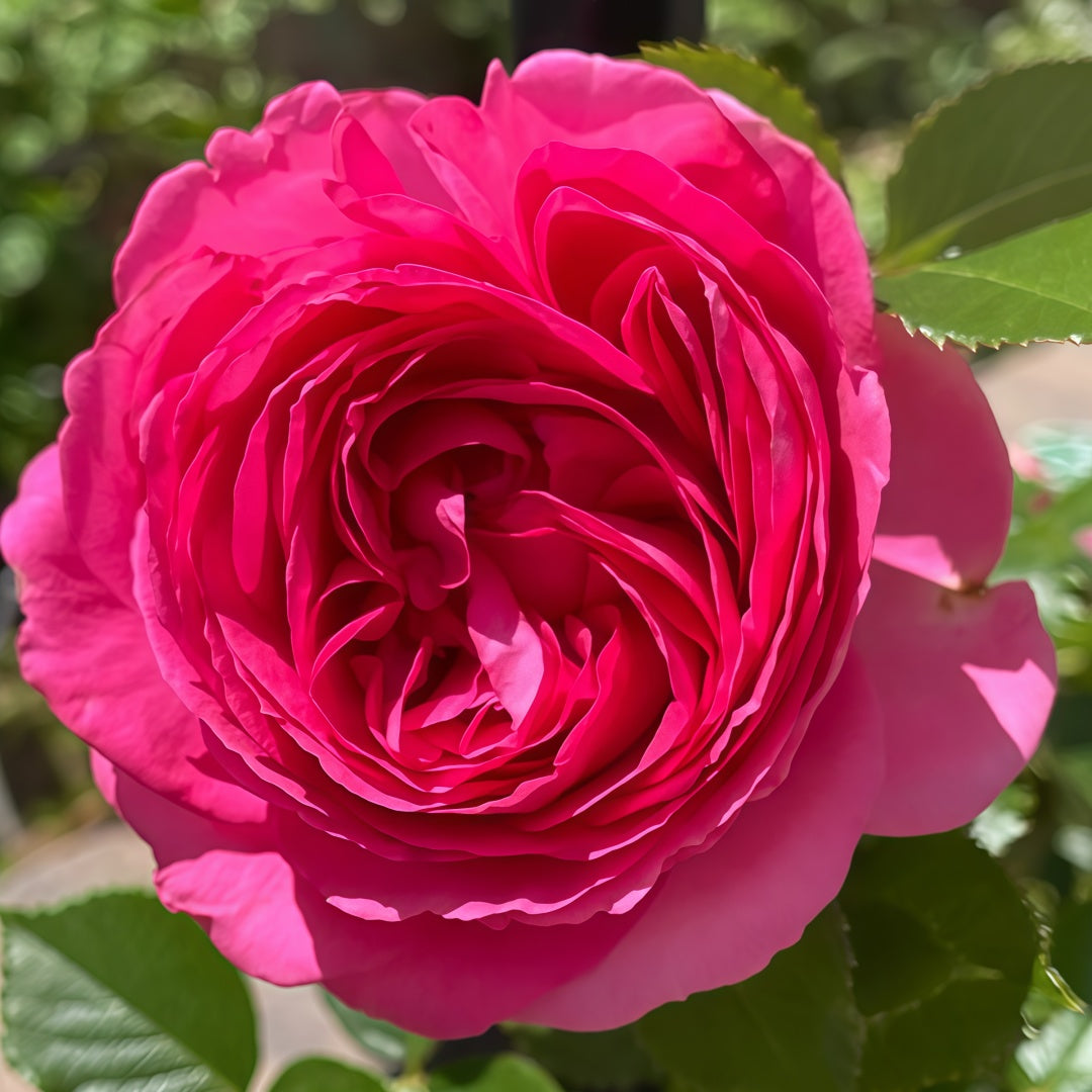 Pink Eden Rose-深粉龙沙宝石｜American Climbing Rose