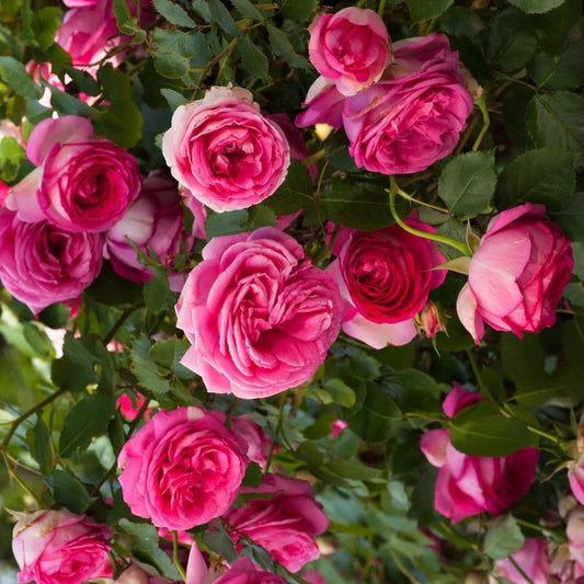 Pink Eden Rose-深粉龙沙宝石｜American Climbing Rose