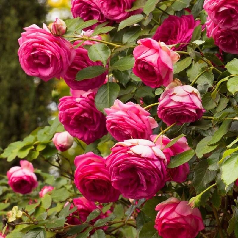 Pink Eden Rose-深粉龙沙宝石｜American Climbing Rose