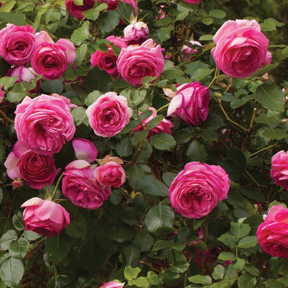 Pink Eden Rose-深粉龙沙宝石｜American Climbing Rose