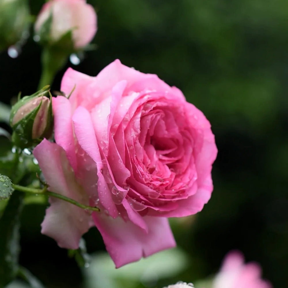 Pink Eden Rose-深粉龙沙宝石｜American Climbing Rose