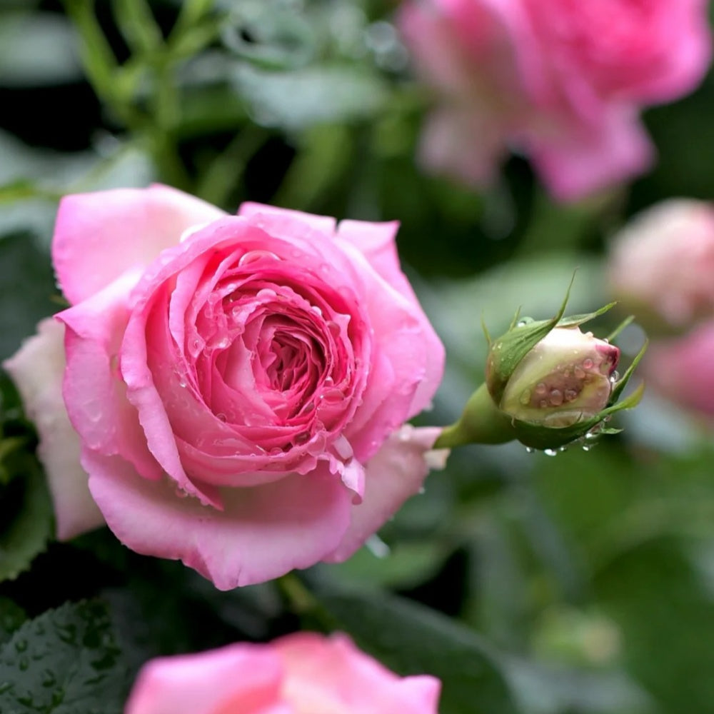 Pink Eden Rose-深粉龙沙宝石｜American Climbing Rose