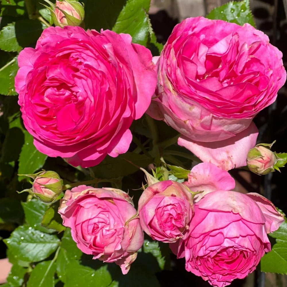 Pink Eden Rose-深粉龙沙宝石｜American Climbing Rose
