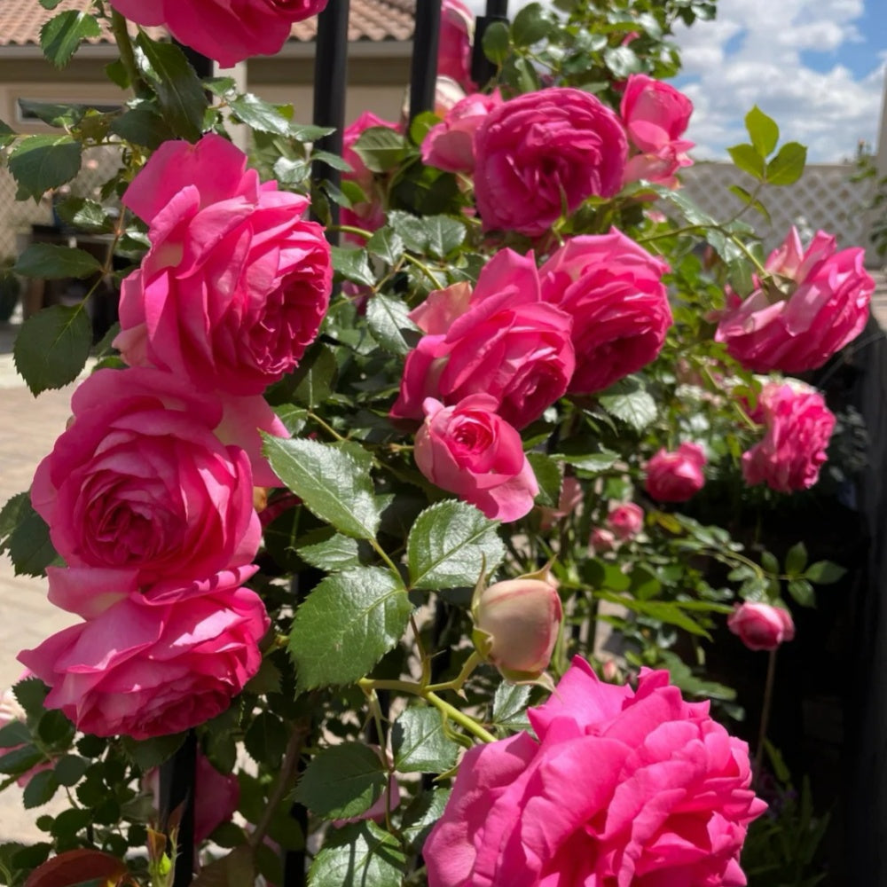 Pink Eden Rose-深粉龙沙宝石｜American Climbing Rose