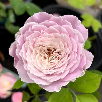 Princess Kaori Rose-香织公主｜Japanese Cut Rose