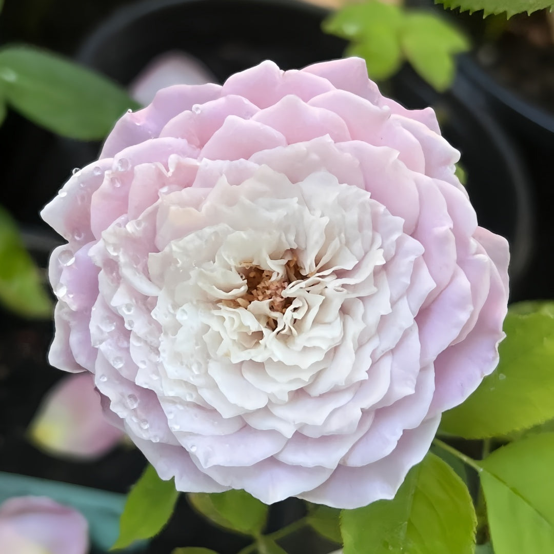 Princess Kaori Rose-香织公主｜Japanese Cut Rose