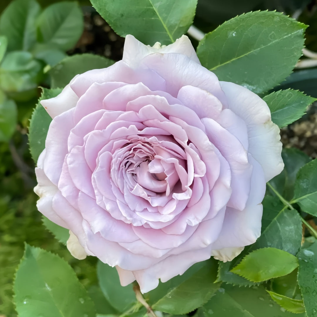 Princess Kaori Rose-香织公主｜Japanese Cut Rose