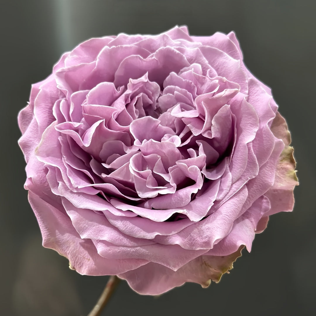 Princess Kaori Rose-香织公主｜Japanese Cut Rose