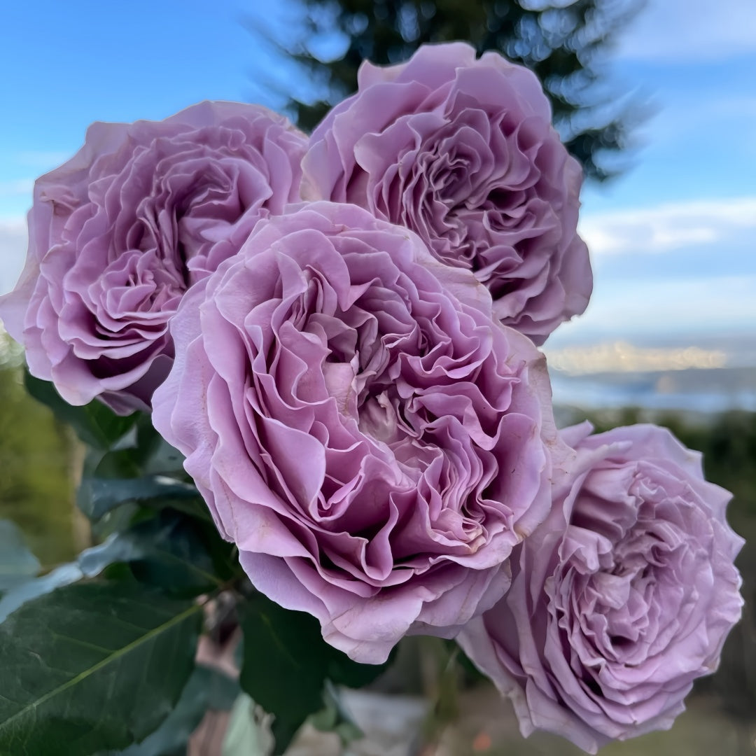 Princess Kaori Rose-香织公主｜Japanese Cut Rose