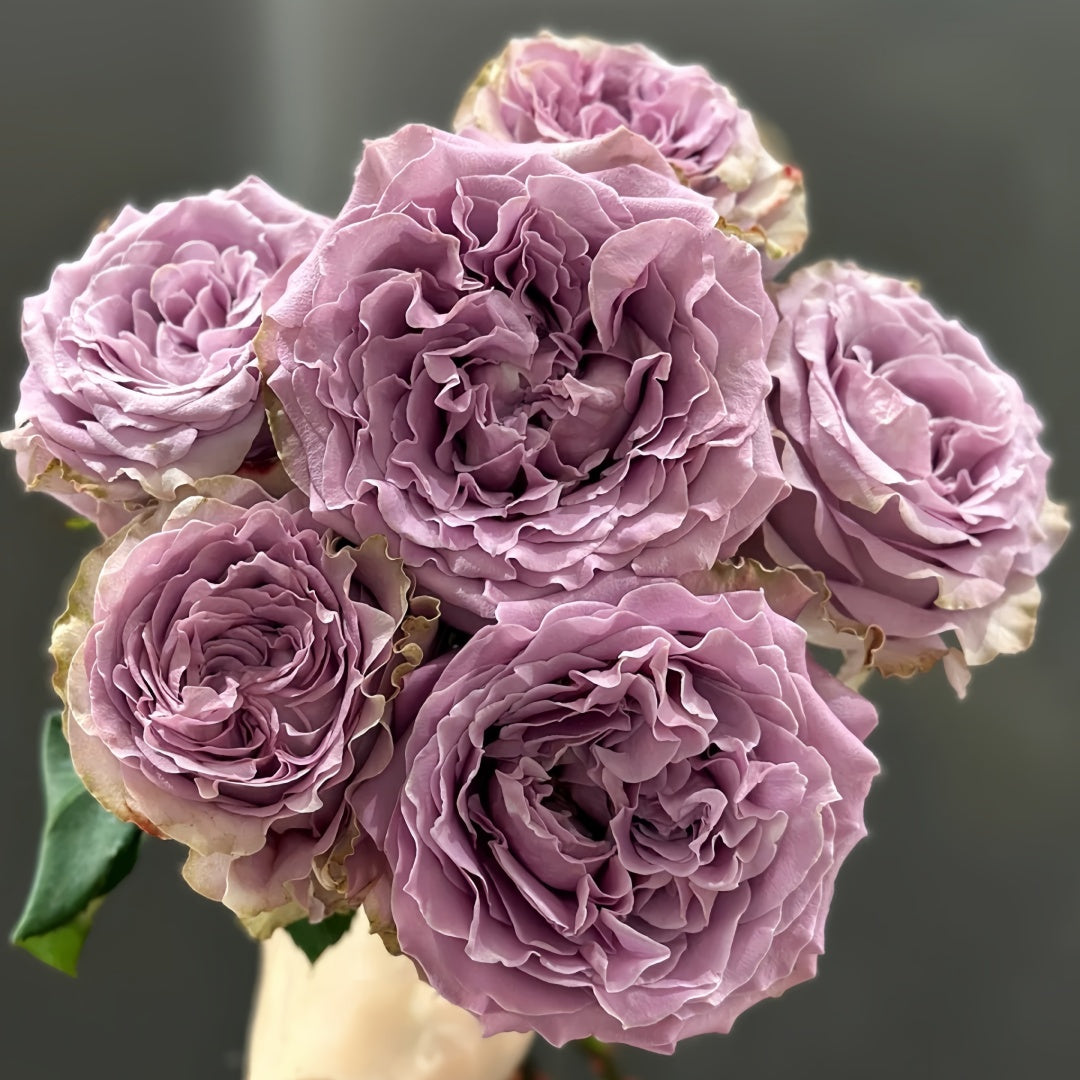 Princess Kaori Rose-香织公主｜Japanese Cut Rose