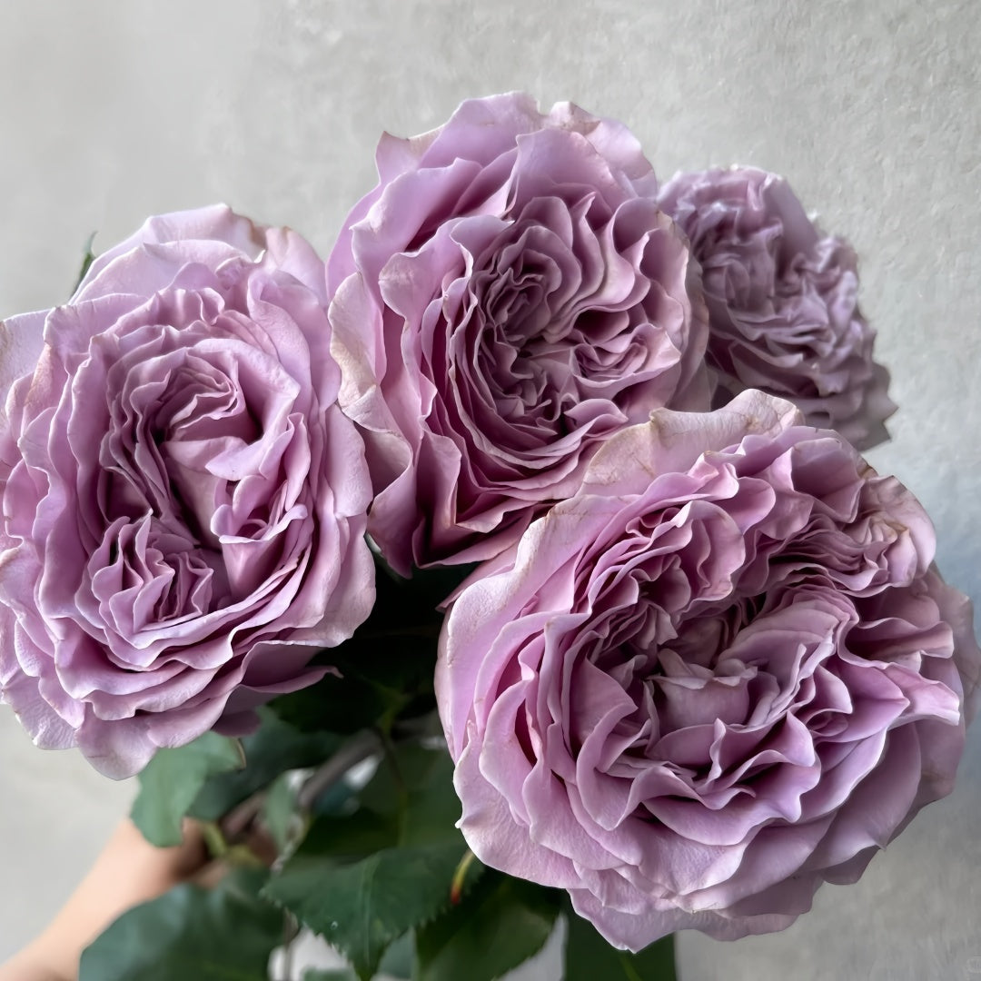 Princess Kaori Rose-香织公主｜Japanese Cut Rose