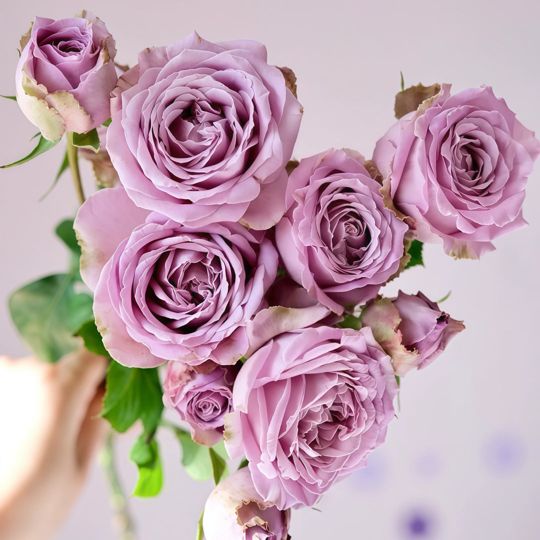 Princess Kaori Rose-香织公主｜Japanese Cut Rose