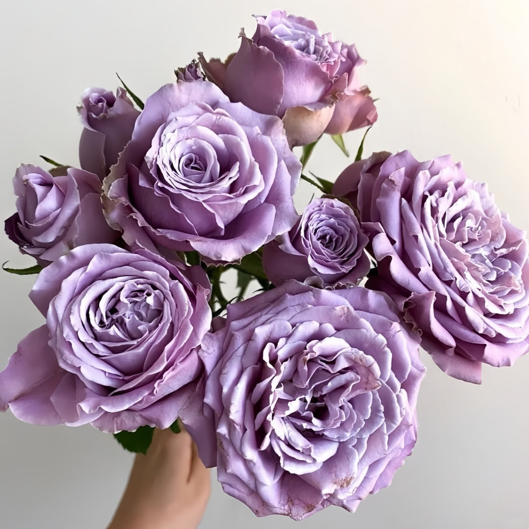 Princess Kaori Rose-香织公主｜Japanese Cut Rose