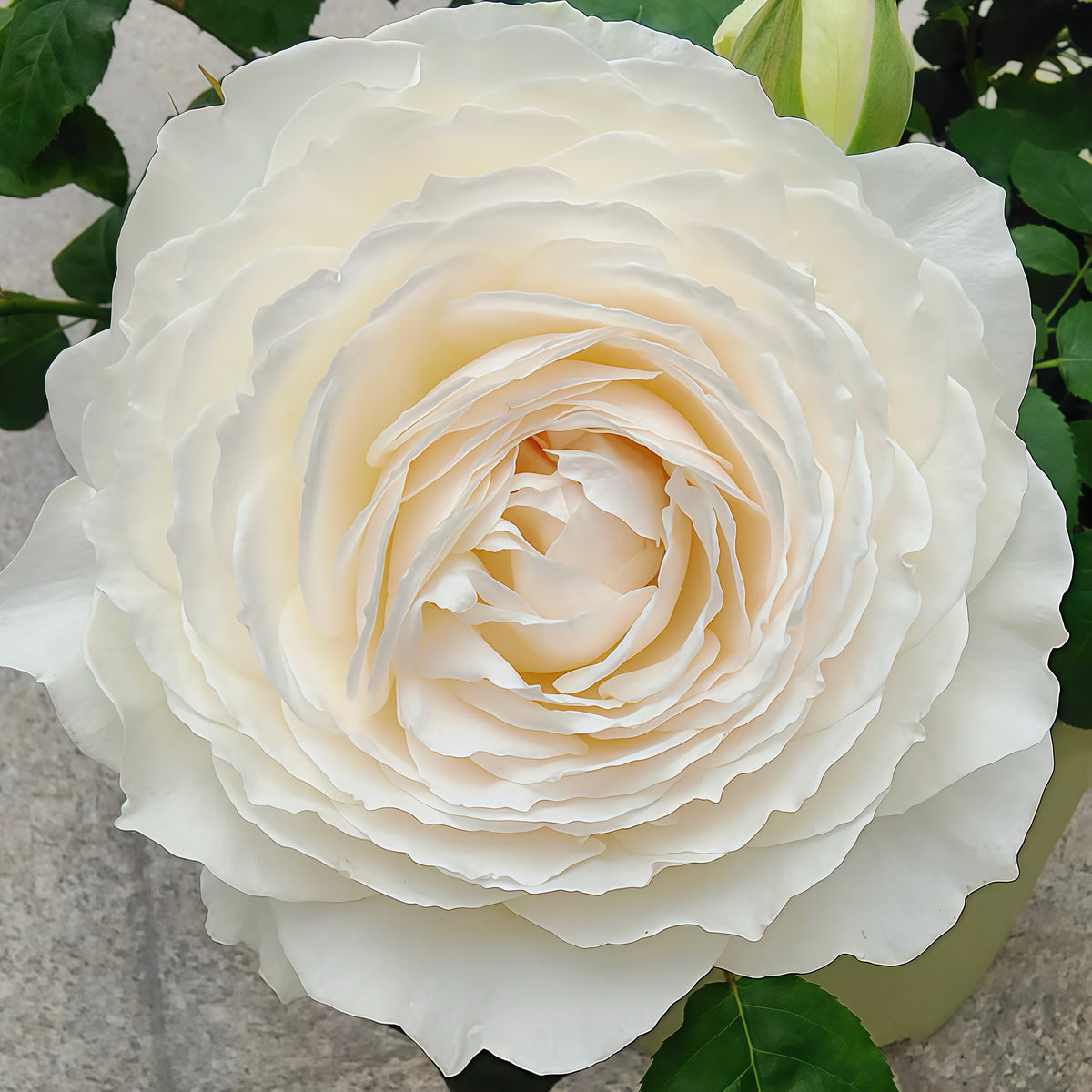 Princess Miyuki rose-美雪公主｜Japanese Shrub Rose