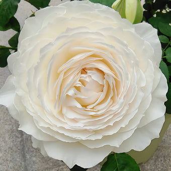 Princess Miyuki rose-美雪公主｜Japanese Shrub Rose
