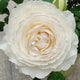 Princess Miyuki rose-美雪公主｜Japanese Shrub Rose