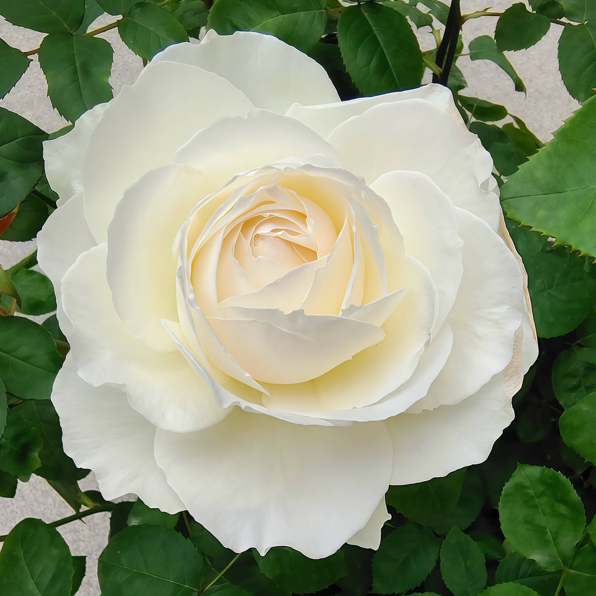 Princess Miyuki rose-美雪公主｜Japanese Shrub Rose