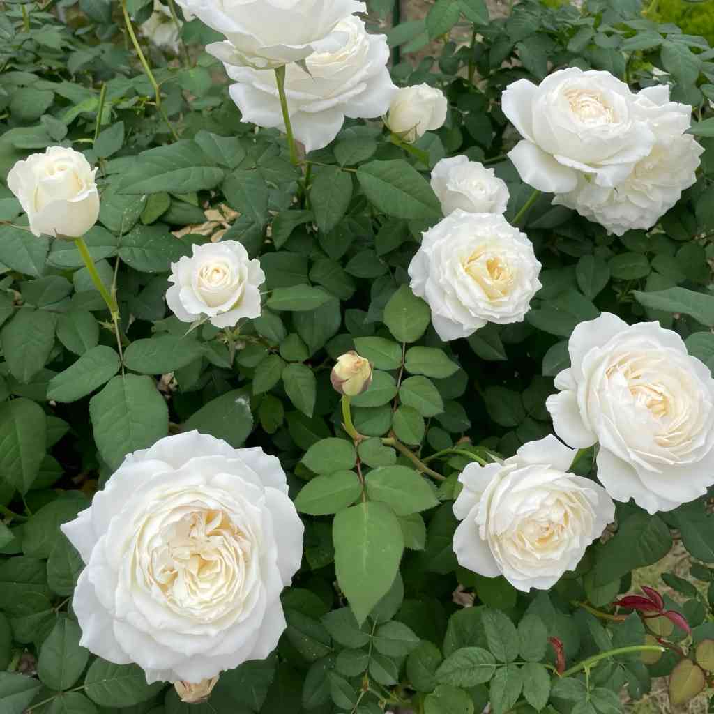 Princess Miyuki rose-美雪公主｜Japanese Shrub Rose