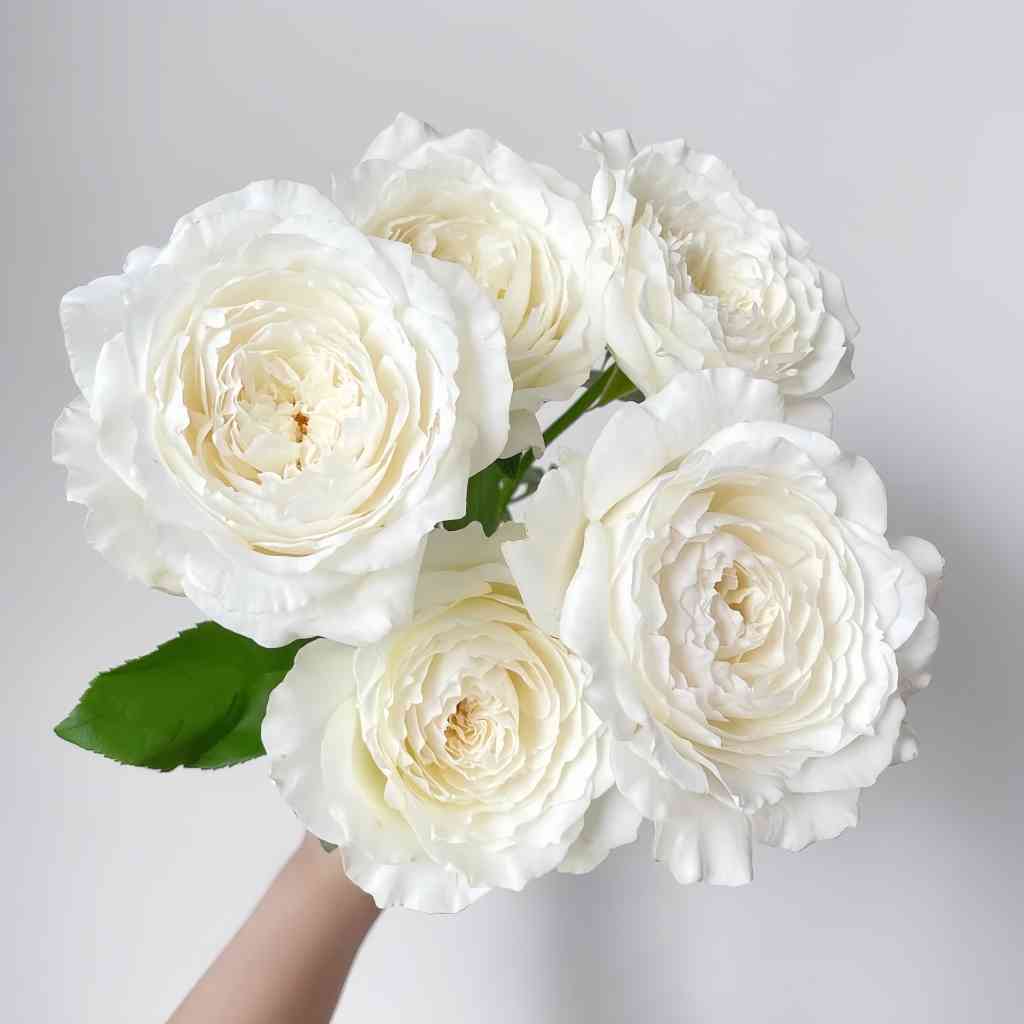 Princess Miyuki rose-美雪公主｜Japanese Shrub Rose