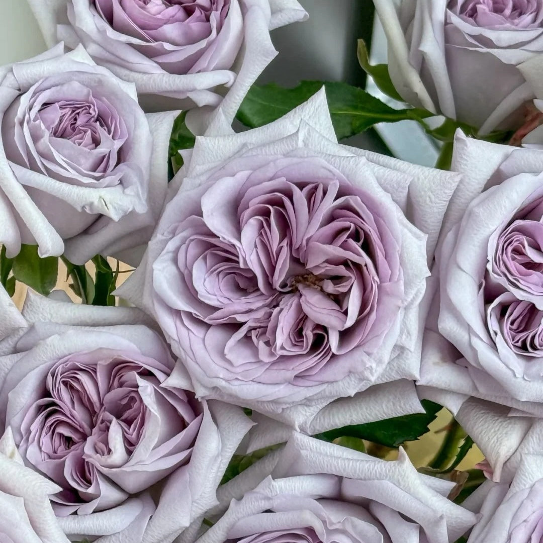 Purple Lychee Rose-紫荔枝 | Chinese Cut Roses