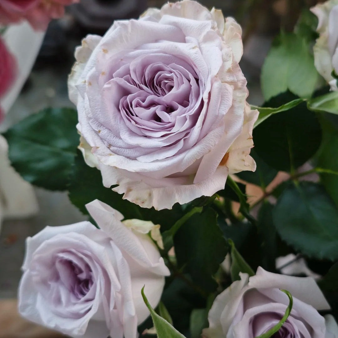 Purple Lychee Rose-紫荔枝 | Chinese Cut Roses