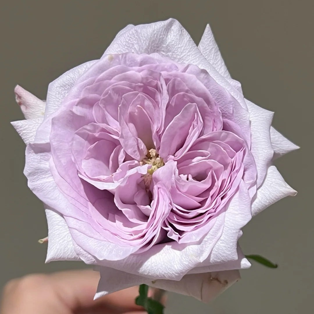Purple Lychee Rose-紫荔枝 | Chinese Cut Roses
