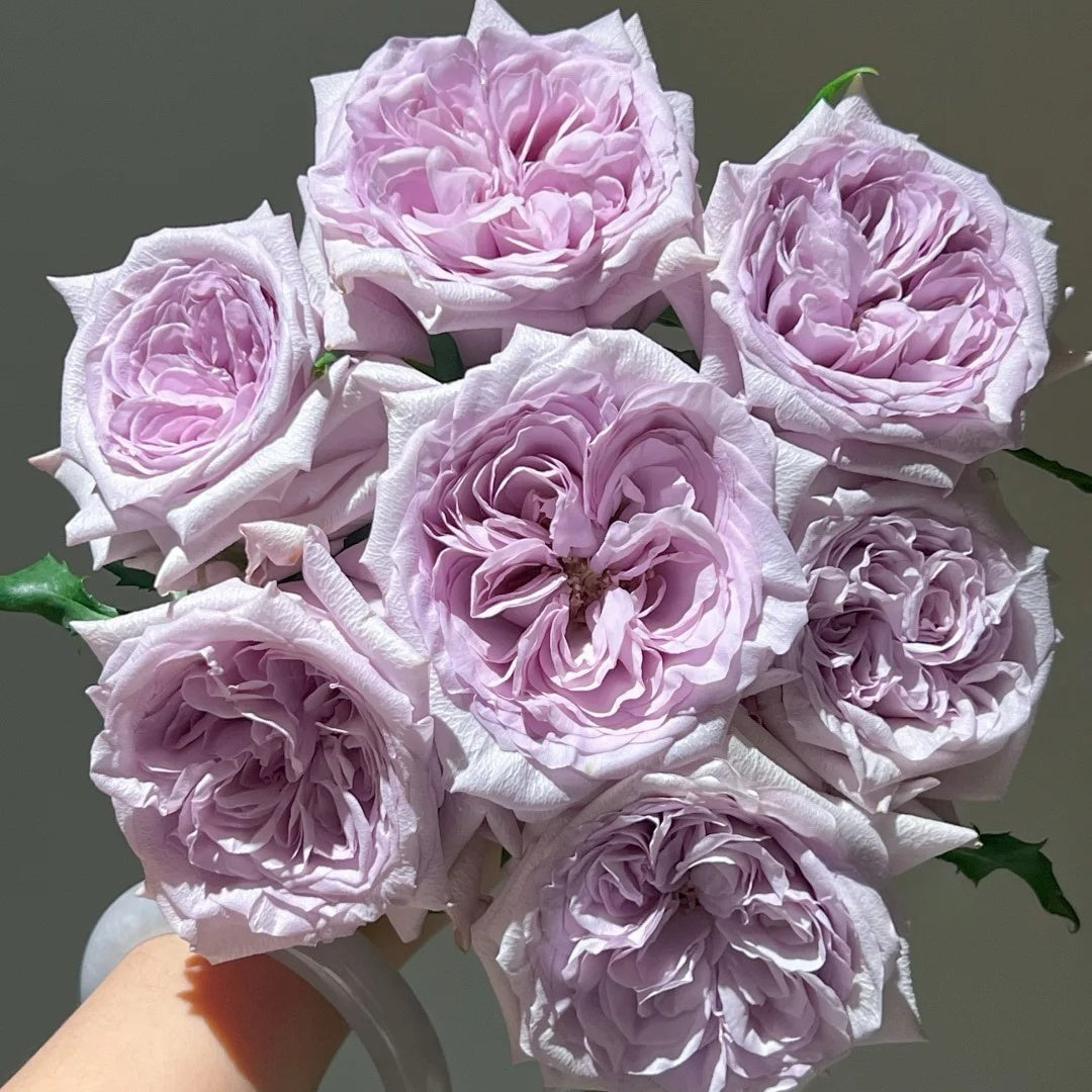 Purple Lychee Rose-紫荔枝 | Chinese Cut Roses