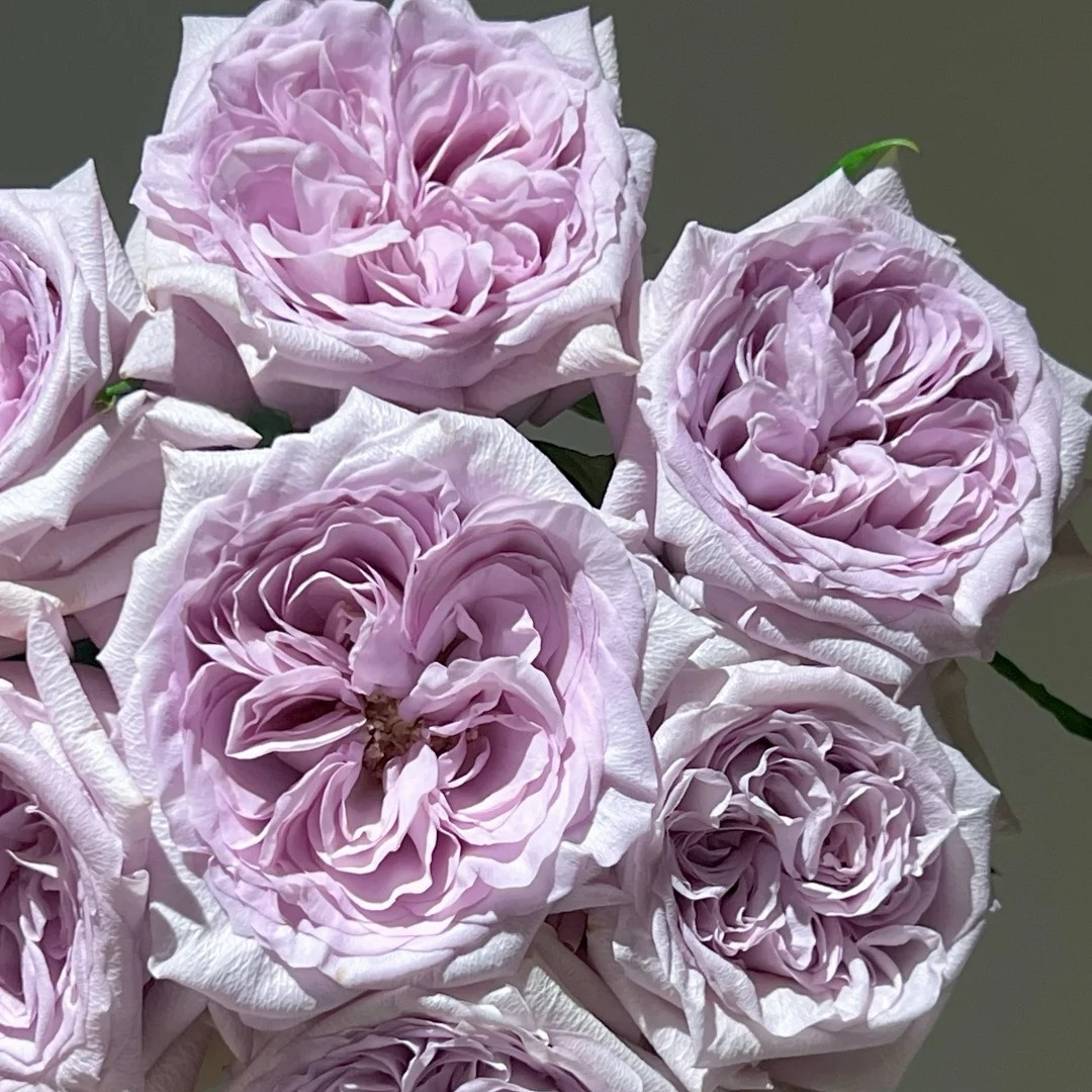 Purple Lychee Rose-紫荔枝 | Chinese Cut Roses