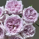 Purple Lychee Rose-紫荔枝 | Chinese Cut Roses