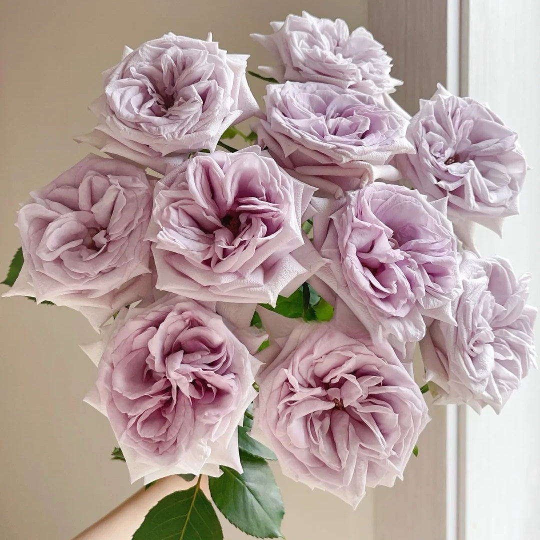 Purple Lychee Rose-紫荔枝 | Chinese Cut Roses