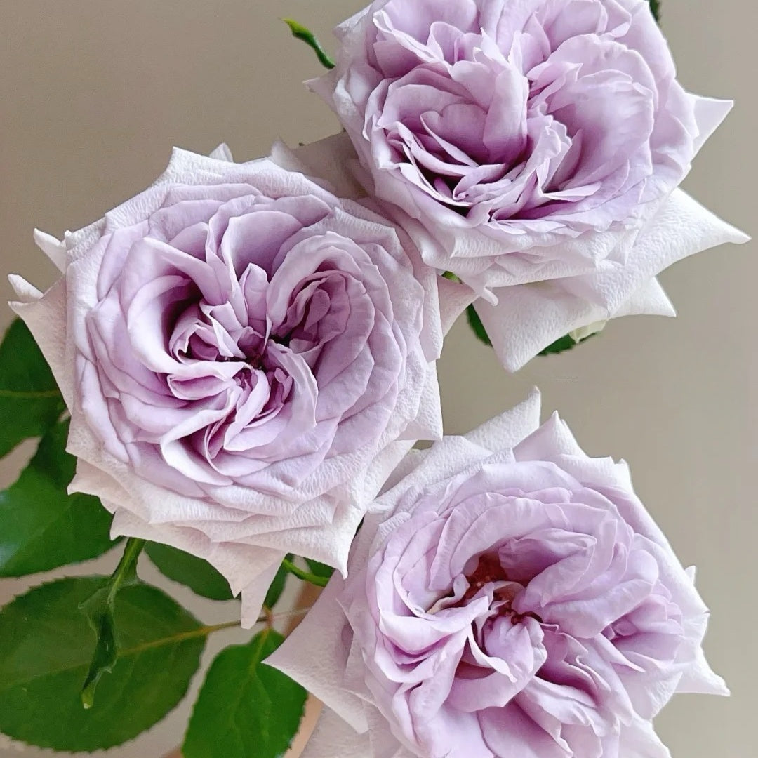 Purple Lychee Rose-紫荔枝 | Chinese Cut Roses