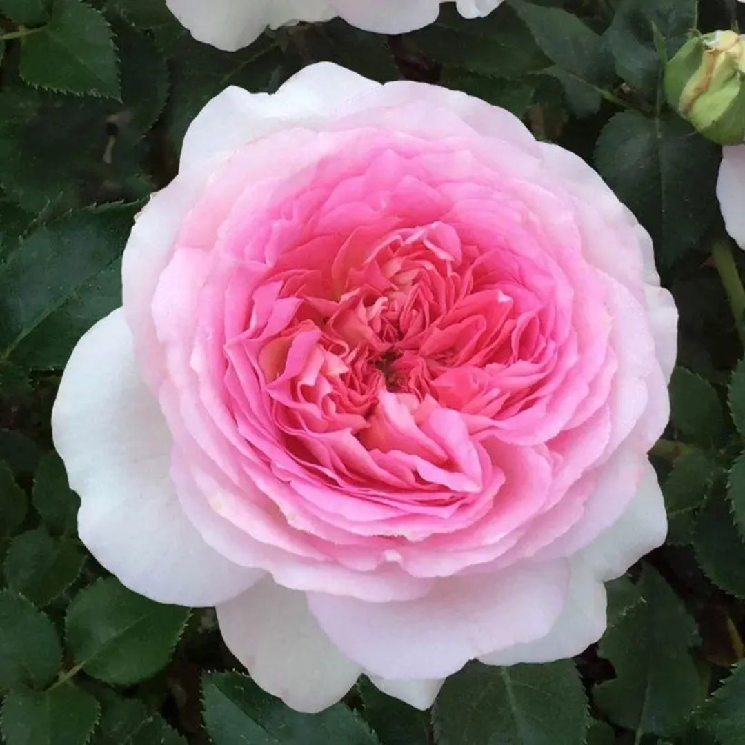 Ragazza Rose-米兰少女｜France shrub rose