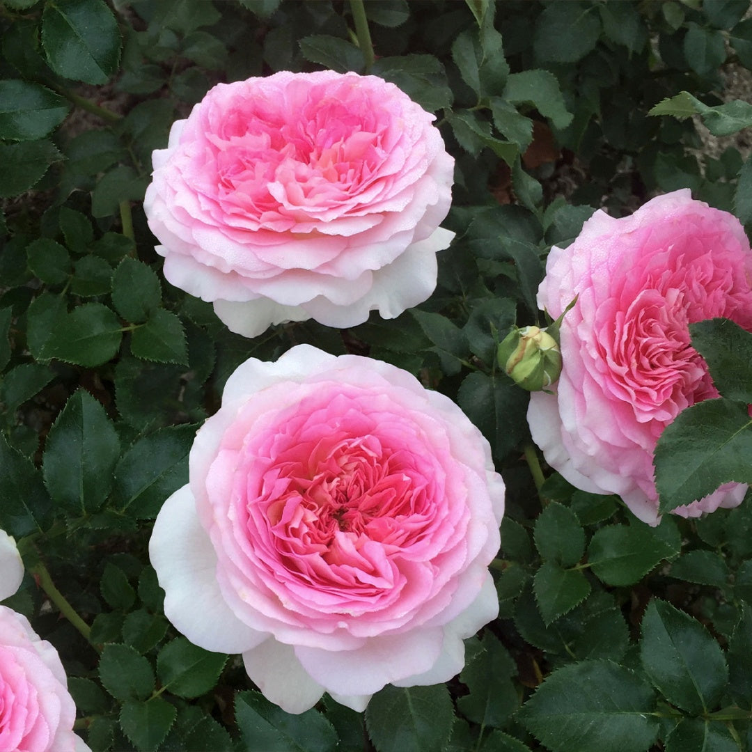 Ragazza Rose-米兰少女｜France shrub rose