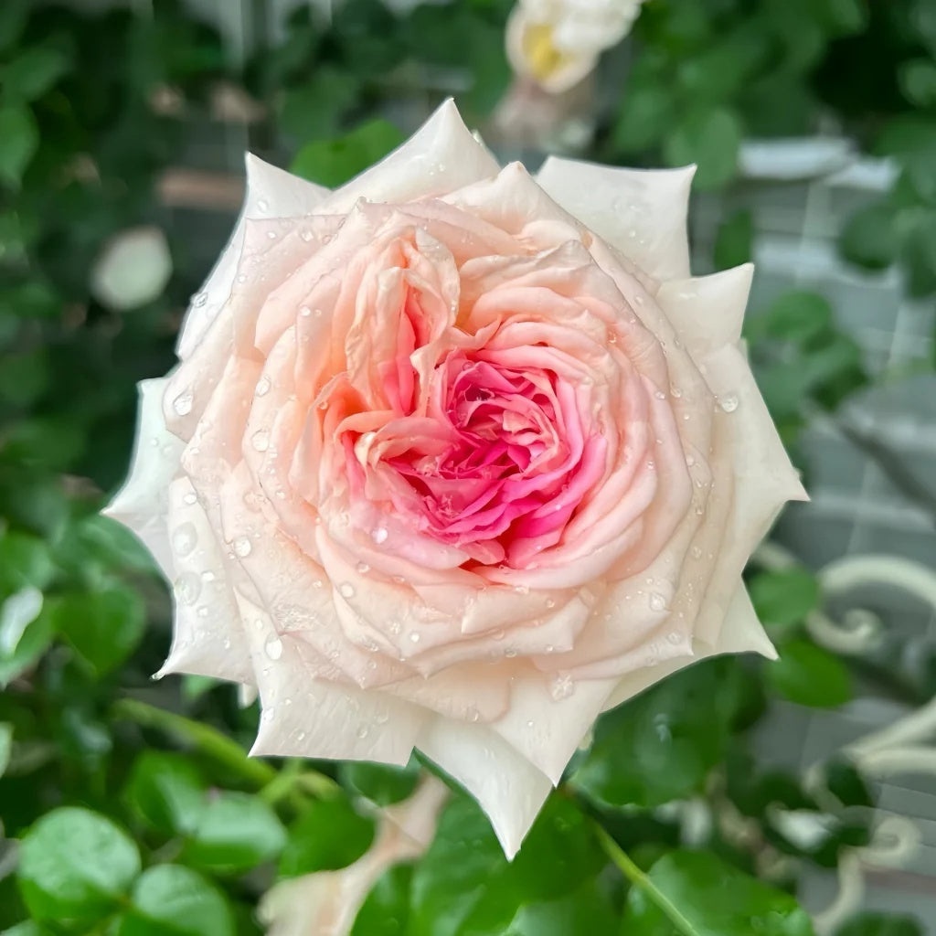 Ragazza Rose-米兰少女｜France shrub rose