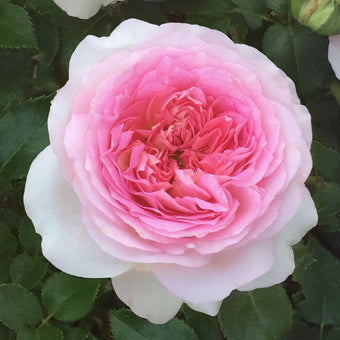 Ragazza Rose-米兰少女｜France shrub rose