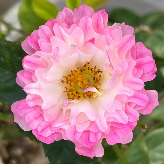 Sea Anemone Rose-海葵女儿｜Japanese Shrub Rose