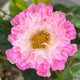 Sea Anemone Rose-海葵女儿｜Japanese Shrub Rose