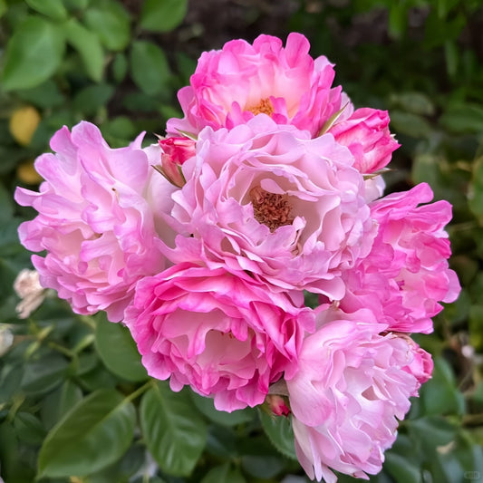 Sea Anemone Rose-海葵女儿｜Japanese Shrub Rose