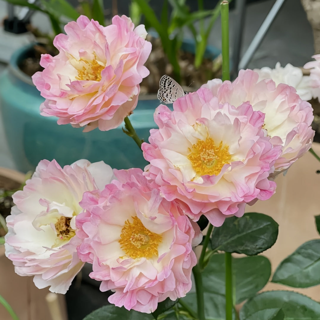 Sea Anemone Rose-海葵女儿｜Japanese Shrub Rose