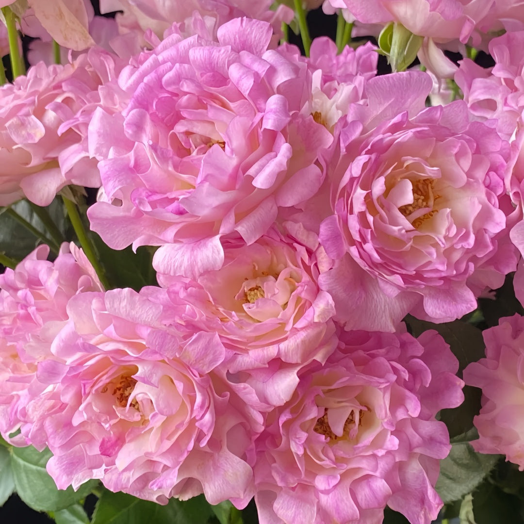 Sea Anemone Rose-海葵女儿｜Japanese Shrub Rose