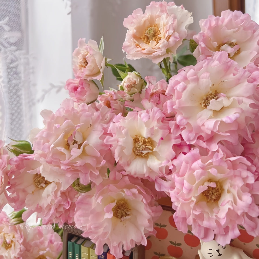 Sea Anemone Rose-海葵女儿｜Japanese Shrub Rose
