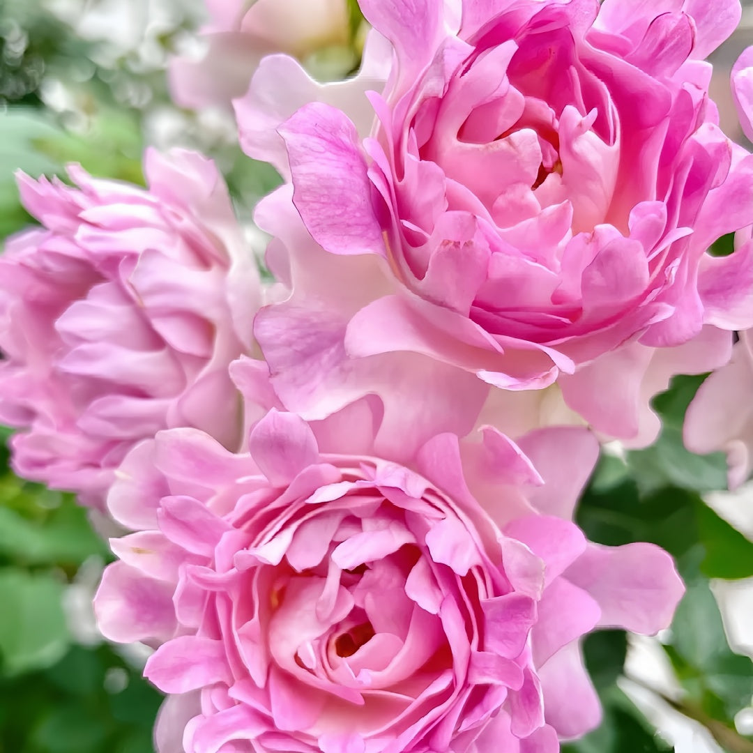 Sea Anemone Rose-海葵女儿｜Japanese Shrub Rose