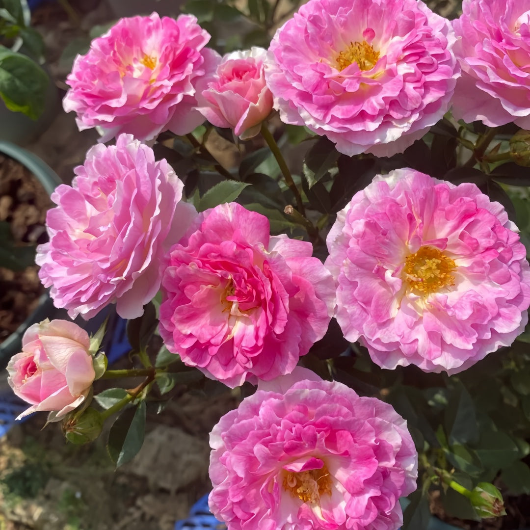 Sea Anemone Rose-海葵女儿｜Japanese Shrub Rose