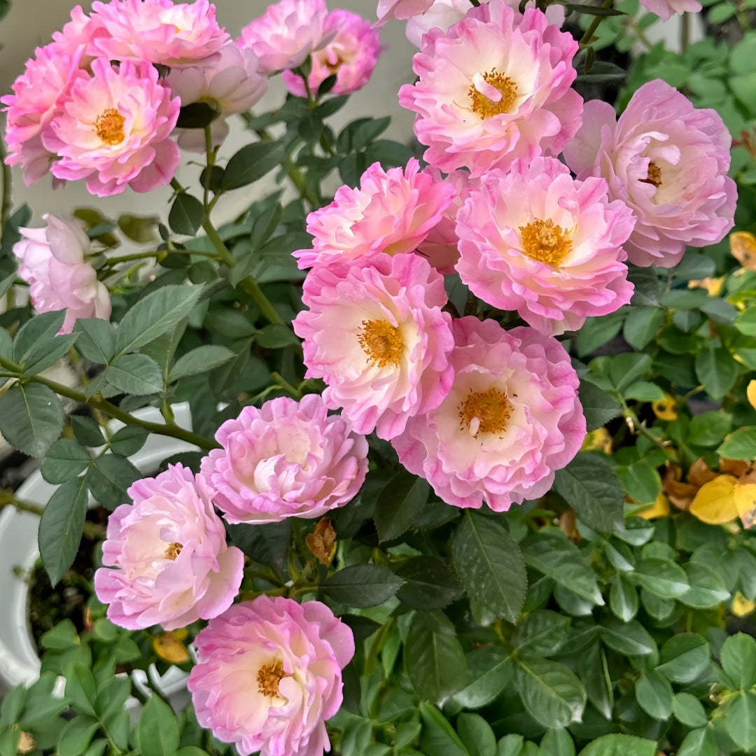Sea Anemone Rose-海葵女儿｜Japanese Shrub Rose
