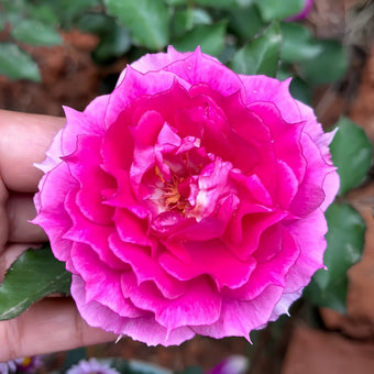 Sheherazade Rose-天方夜谭｜Japanese Shrub Rose