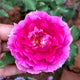 Sheherazade Rose-天方夜谭｜Japanese Shrub Rose