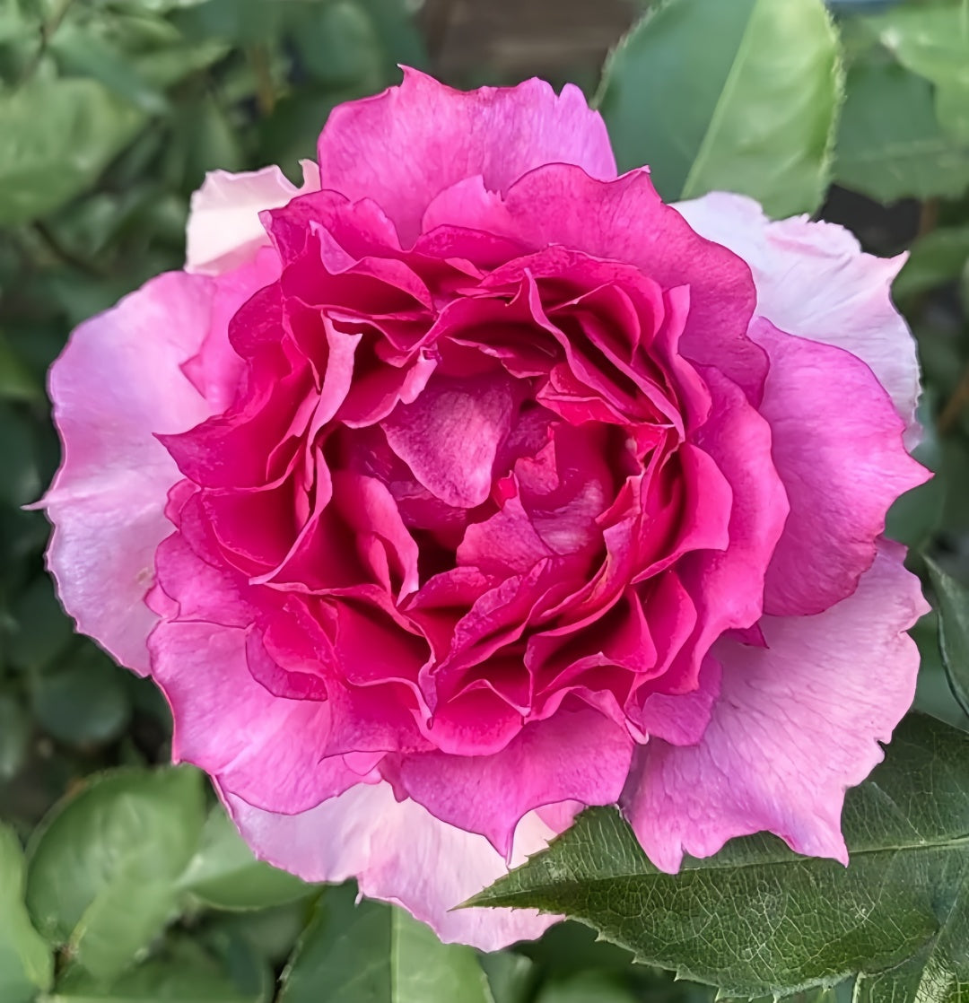 Sheherazade Rose-天方夜谭｜Japanese Shrub Rose